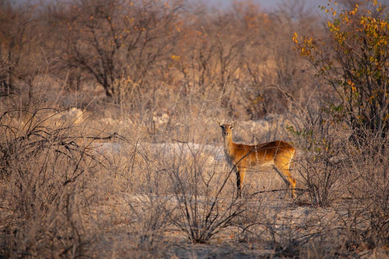 Etosha Trading Post Campsite Okaukuejo Exterior photo